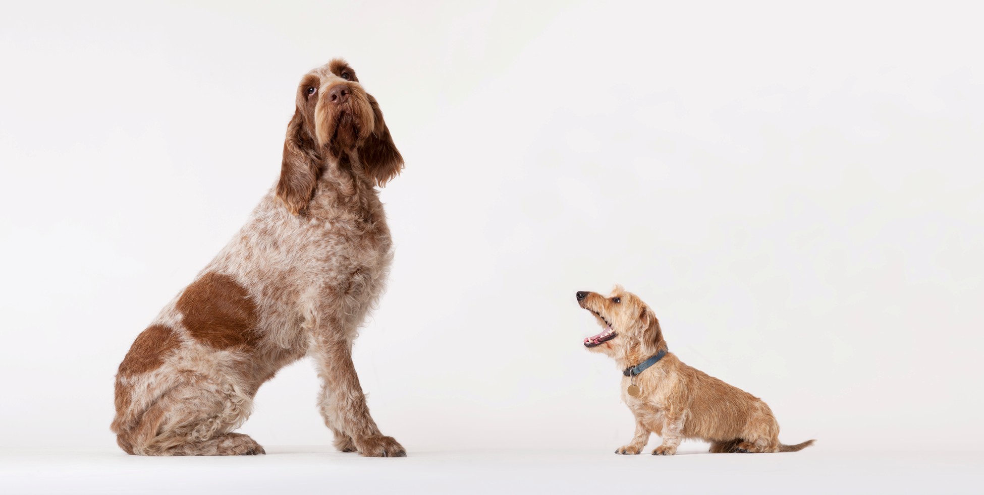 Tufts Veterinary Emergency Treatment & Specialties