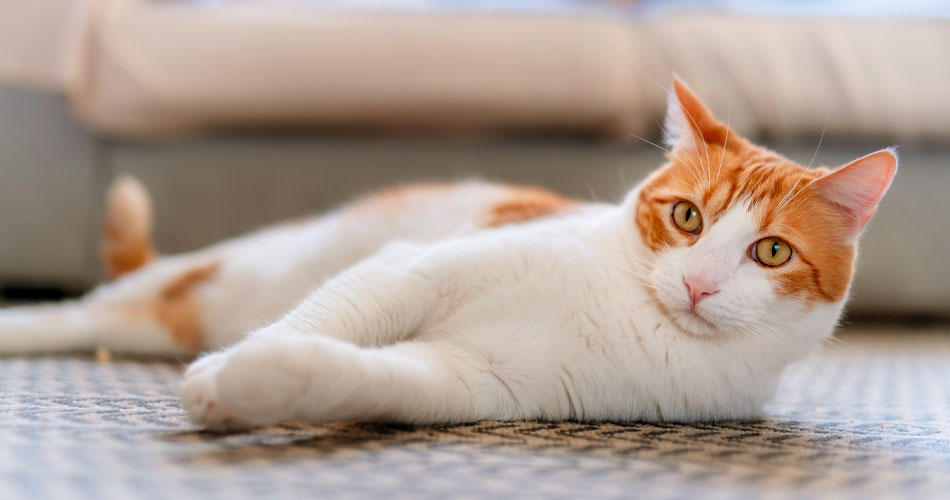 Tufts Veterinary Emergency Treatment & Specialties